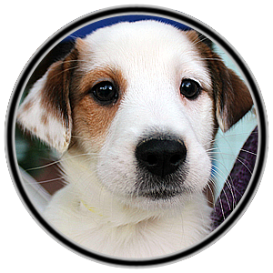 animal adopt