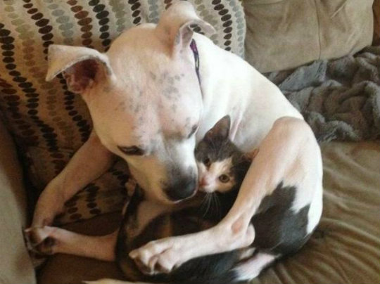 Think a kitten and pit bull can’t be friends? Watch this
