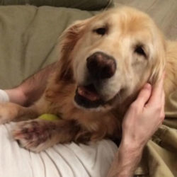 Sawyer’s story: an older dog gets a fresh start