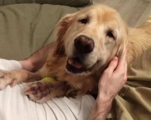 Sawyer’s story: an older dog gets a fresh start